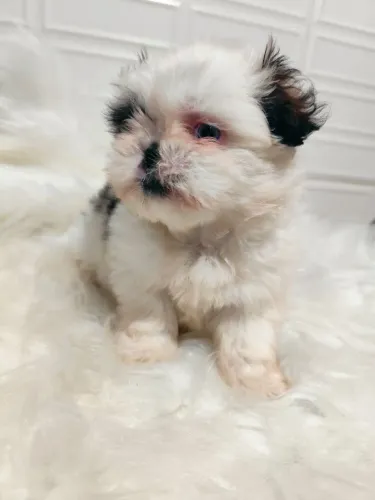 ShiTzu Mini Macho