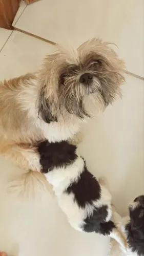 Vende-se filhote de shih tzu 