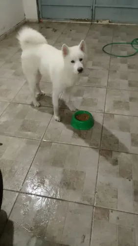 Cachorro Akita inu
