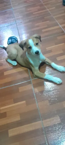 Animais 