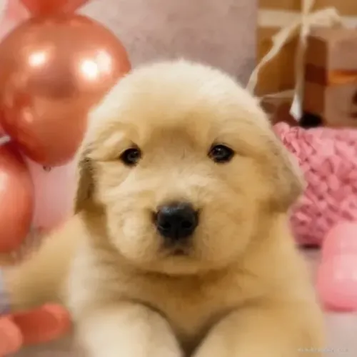 Bebezinho ativo e saudável Golden Retriever