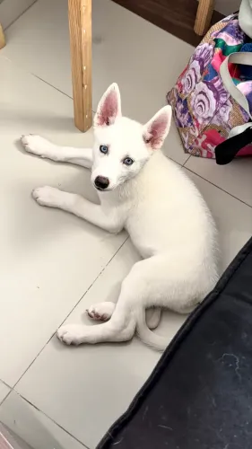 Vendo husky fêmea 