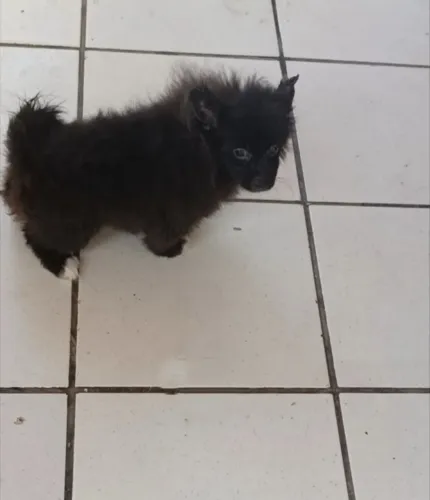 Luluzinho da pomeranea todo vacinado filhote na cor pretinho lindo ..
