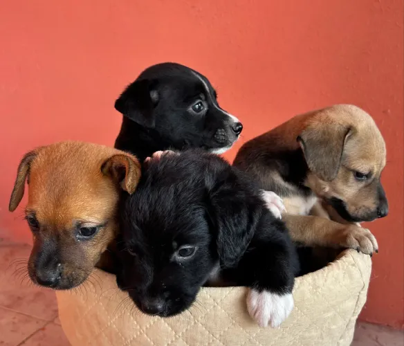 Para adoção
