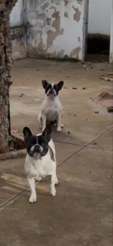 Doação de um casal cachorro da raça boldog francês