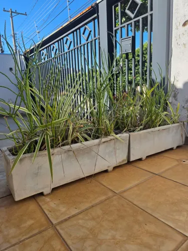 2 casos com plantas (oferta suporte em bambu)