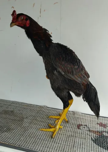 FRANGO MURA EXÓTICO DE QUALIDADE!!