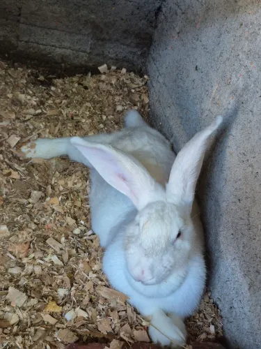 Filhotes de coelho gigante