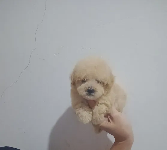 Poodle toy macho c pedigree 
