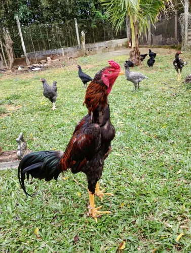 Galo indio