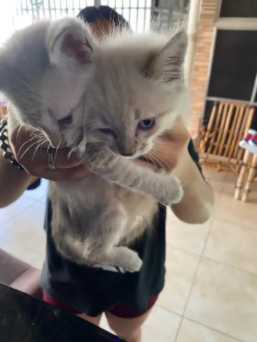 Doação de gato 