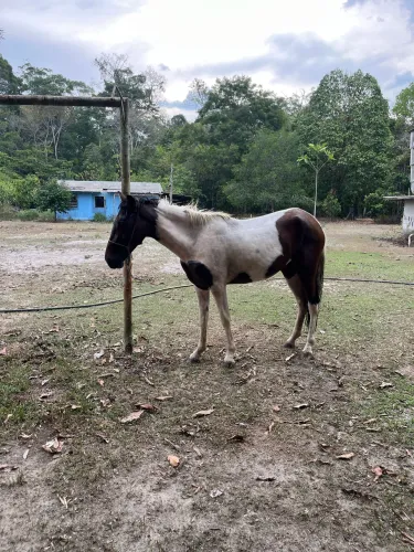 Vendo potra mangalarga Machador 