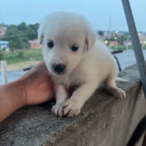 Doa-se filhotes de cachorro misturado labrador com vira lata