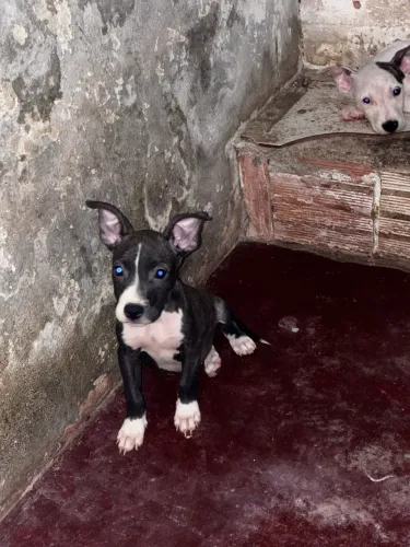 Vendo filhotes de pitbull 