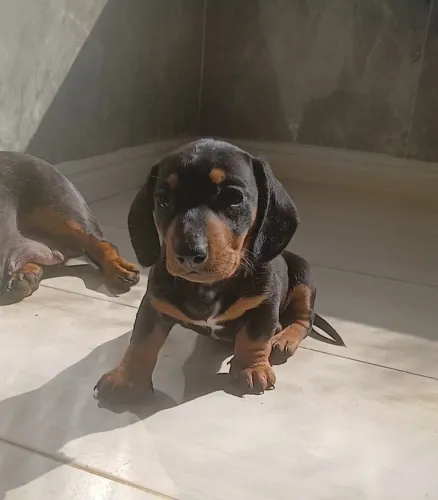 Dachshund 100%puro
