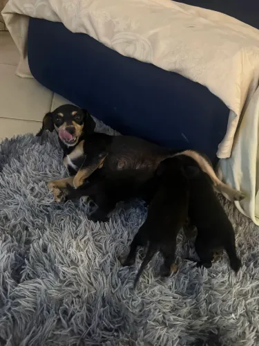 Pinscher número 1
