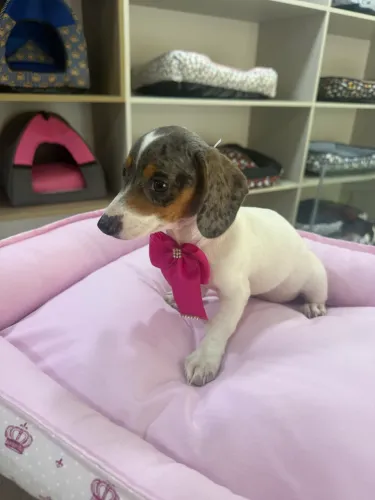 Salsicha Dachshund