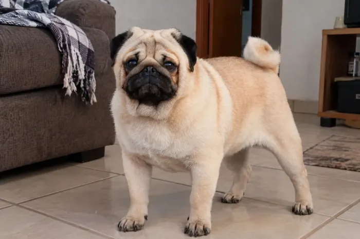 Vendo Pug dócil e bem tratado para vc que gosta de um cãozinho comportado