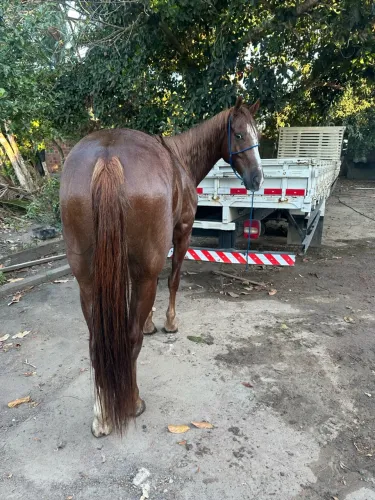 Cavalo de vaquejada