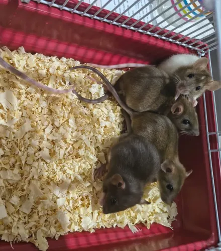 Ratos Twister 