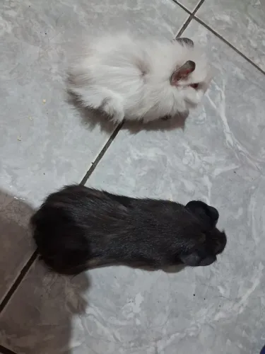 Vendo 2 pouquinho da Índia às 2 é fêmea  