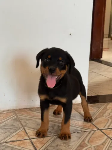 Vendo filhotes de rottweiler 