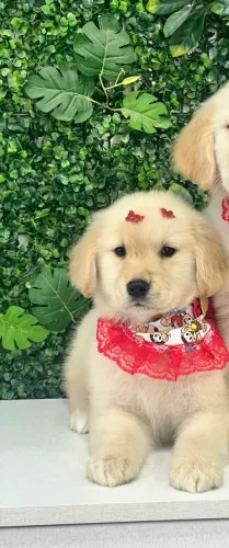 Golden Retriever magnífico