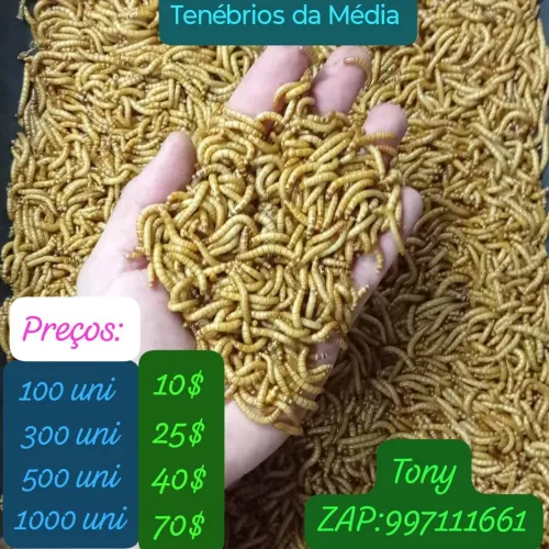 Tenébrios vivos 