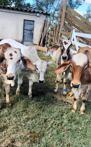 04 Bezerros Macho a venda em Tatuí SP