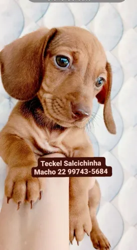 Mini Teckel Salcichinha Macho 