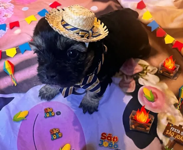 Poodle machinho 