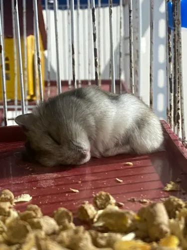 Hamster Anão Russo
