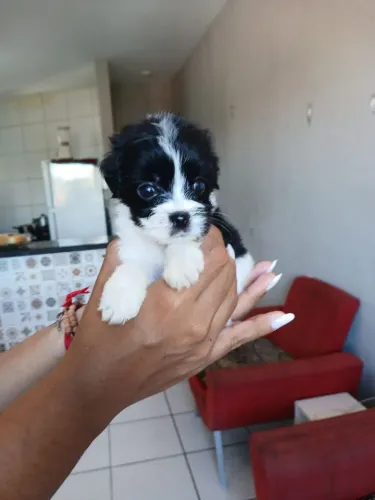 Poodle com shihtzu fêmeas 