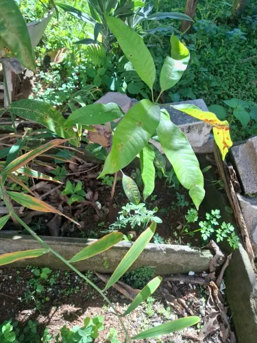 Doação