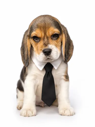 Beagle macho entrega hoje na sua residência 