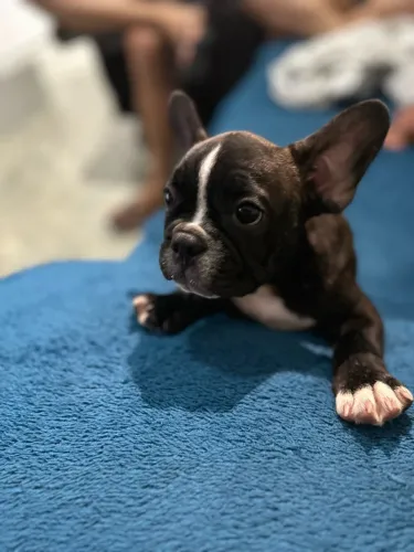 Cachorro buldogue francês
