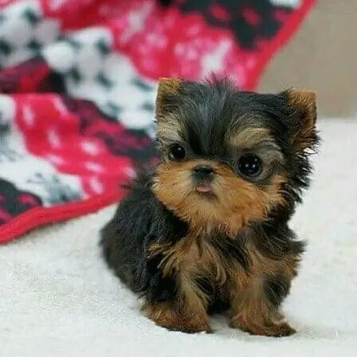 Yorkshire Mini com Pelo Sedoso