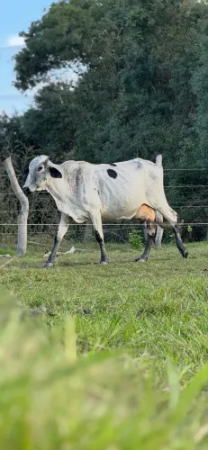 Vacas enchendo