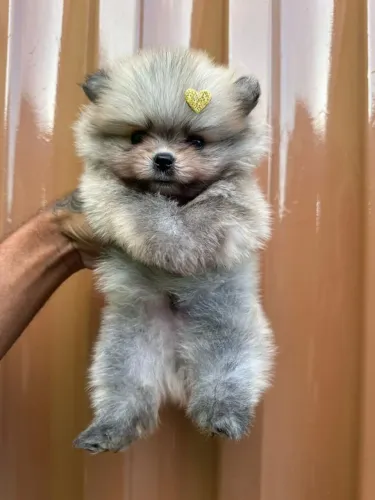 Lulu da Pomerânia fofo