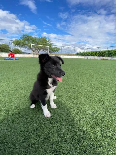 Filhote de Border collie disponíveis