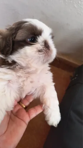 Shih tzu