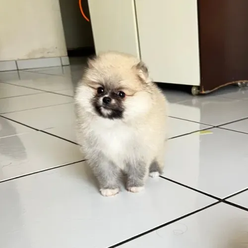 Lulu da Pomerânia anão