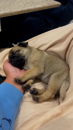 Pug fêmea