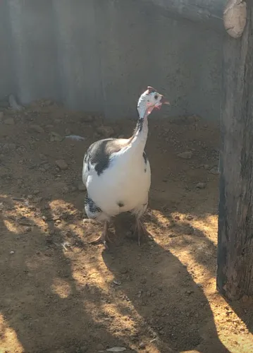 Galinha