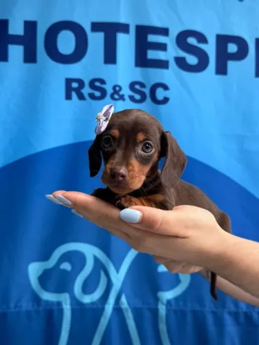 dachshund