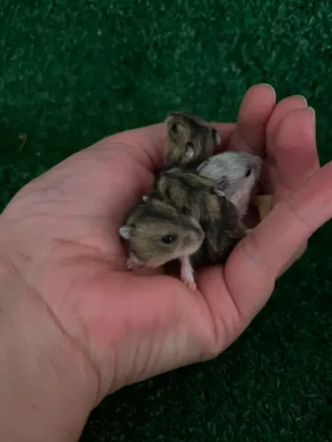 Hamster sírio e Anão Russo