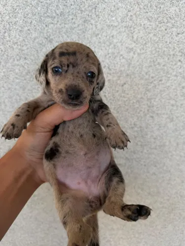 Filhotes de Dachshund (salsichinha)