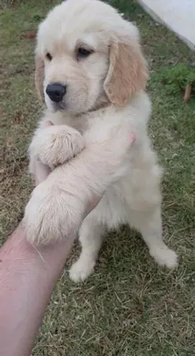 Leve Seu Golden Retriever com Segurança, Garantia e Pagamento Facilitado!