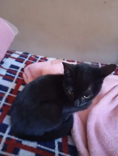 Doação de gatos