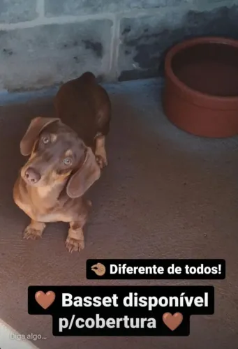 Basset macho
